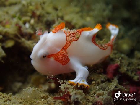 五腳虎飼養|[海水] 魚類飼養(五角虎)